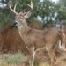sars cov 2 virus transferred from deer to humans risk of pandemic return 128641