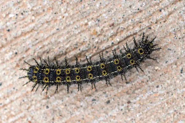Buck Moth Caterpillar