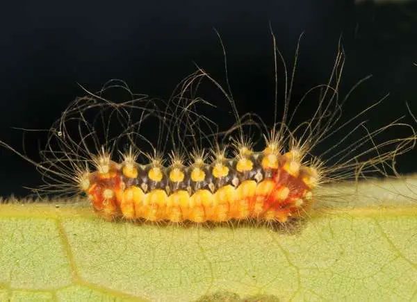 White Flannel Moth Caterpillar