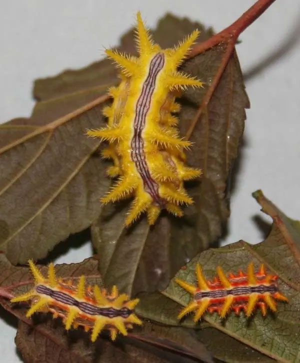 Rose Caterpillar