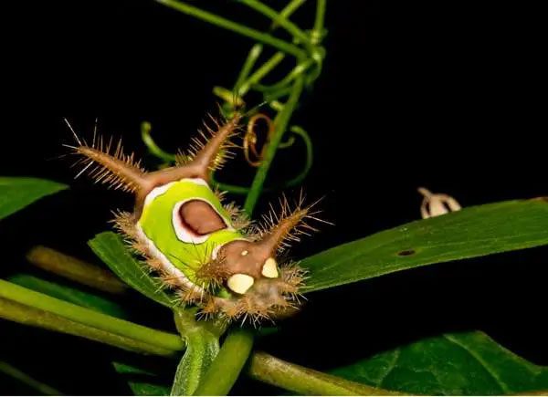 Lonomia obliqua Caterpillar