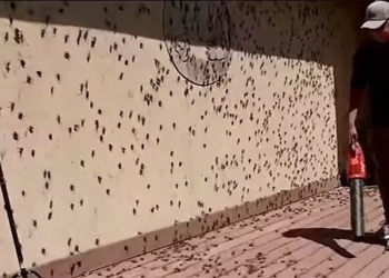 scenes like in horror movies in my town insects appear everywhere people dare not leave home 128138