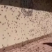 scenes like in horror movies in my town insects appear everywhere people dare not leave home 128138