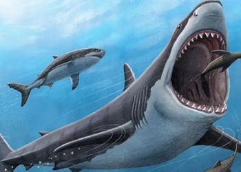 scientific evidence that megalodon is a warm blooded species 128456