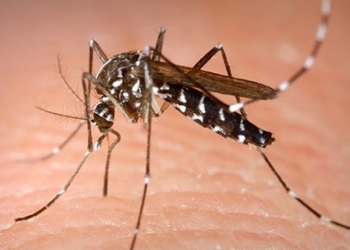 scientists effort to develop rapid test for dengue fever 127157