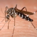 scientists effort to develop rapid test for dengue fever 127157