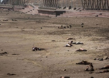 sea lion massacre kills nearly 9 000 marine animals in chile 127749