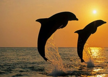 sea water and the inevitability of drinking directly from it how to supplement water 127175