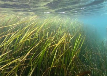 sea water temperature around england and ireland is reaching record highs 128210