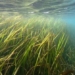 sea water temperature around england and ireland is reaching record highs 128210