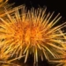 seafood fights alzheimers 6070