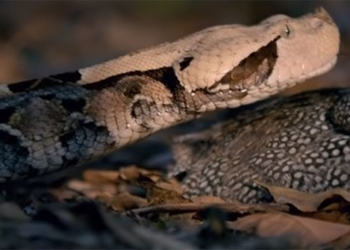 see the longest poisonous snake in the world new hunt 129080