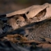 see the longest poisonous snake in the world new hunt 129080