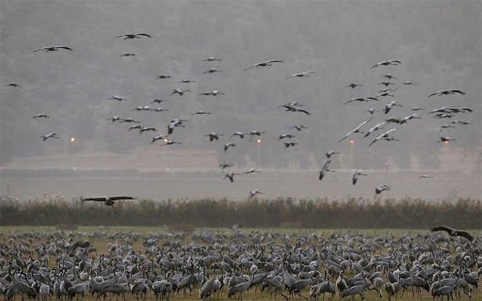 Migratory gray cranes at Agmon Hula Lake, Hula Valley, northern Israel.