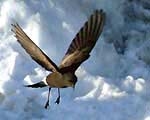 shorebirds causing pollution in the arctic 5376