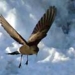 shorebirds causing pollution in the arctic 5376