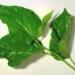 simple treatment for diseases with lot leaves 5648
