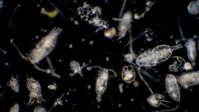 Image of a seawater sample showing the presence of various plankton