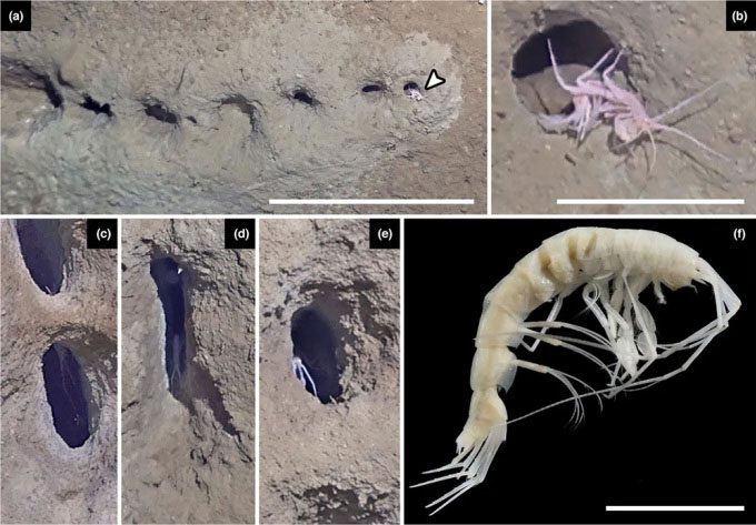Crustacean organisms appearing inside some holes at the bottom of the sea.