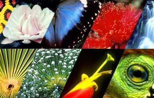 Species