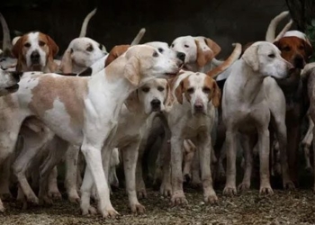 sivri island hon island with 80 000 abandoned dogs 127483