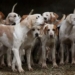 sivri island hon island with 80 000 abandoned dogs 127483