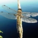 slug snake goes like a bird 5527