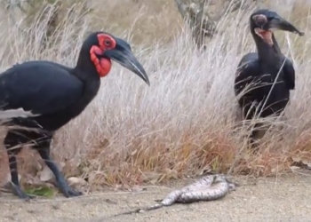 snake pairing bird attack dying 128434