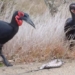 snake pairing bird attack dying 128434