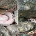snake under rare precious armor found under rock crevice 127662
