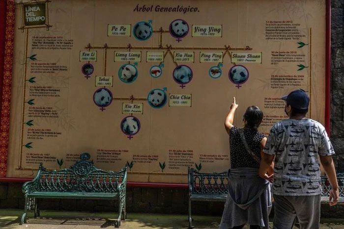 Panda family tree of pandas raised in Mexico since 1974