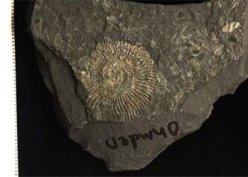 soc 2 times when checking monster transformed into gold 183 million years old 127373