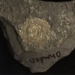 soc 2 times when checking monster transformed into gold 183 million years old 127373