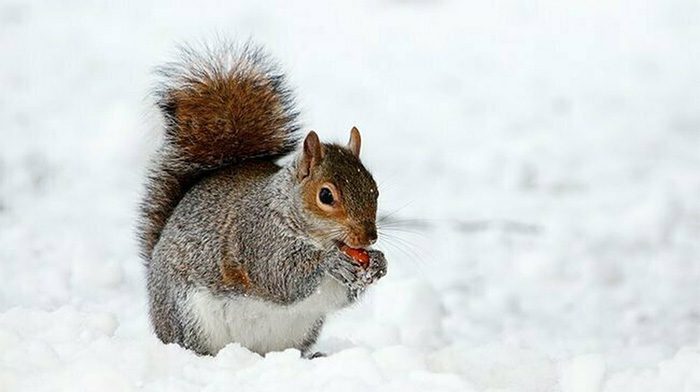 Arctic ground squirrels have shortened their hibernation period.