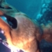 soft shell turtle caught in the pond 12m underwater 126905