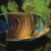 some types of fish native to the coastal areas of africa 5595