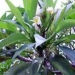 sour fruit shoulder pain with dai flower leaf 5480