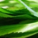 sour mouth with leaves 5832
