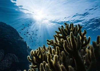 south pacific ocean oxygens secret critical importance 127785