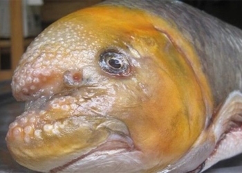 special fish type that makes many people hunt for billions to test 127685