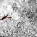 species abandon limbs to survive in cold environments 128521