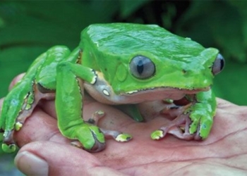 species that can create dreams 127495