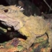 sphenodon punctatus has narrow scaled lizard 5630