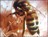 Bee Sting