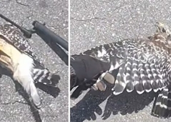 stop the snake racer bird cat choked in the middle of the road 127460