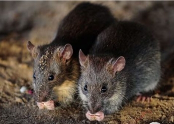 story not told about the land without balls type of mouse 128580