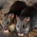 story not told about the land without balls type of mouse 128580