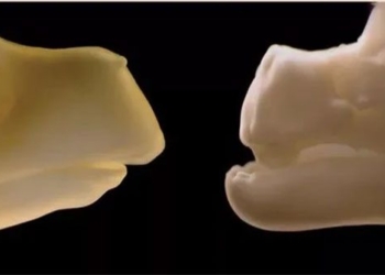 strange lizard can grow teeth like a crocodile 127145