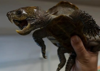 strange long mouthed turtle species is about to disappear 127369