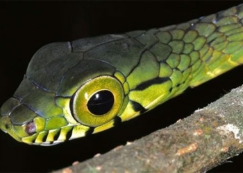 strange snakes with the largest eyes in the world 127357